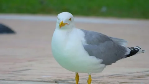 Seagull standing confidently on a paved surface, with a focus on its stance.. Stock Footage 294168539