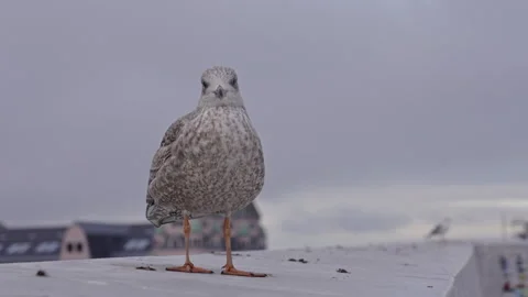 Seagull standing on a dirty stone wall. Version 2 Stock Footage 291987919