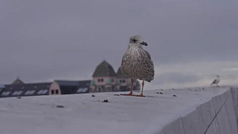 Seagull standing on a dirty stone wall. Version 1 Stock Footage 291991003