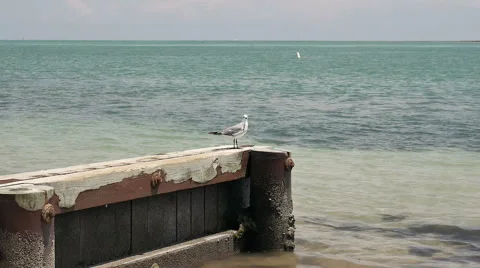 Seagull standing on dock Video stock 53366399