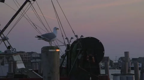 Seagull standing on Dock 스톡 동영상 65386531