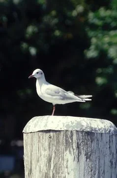 Seagull standing on the docking post Stock Photos