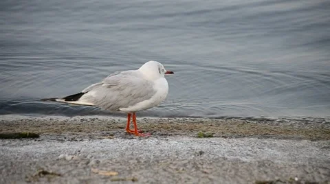 Seagull standing, drinking water and walking along coastline Stock Footage 54932056