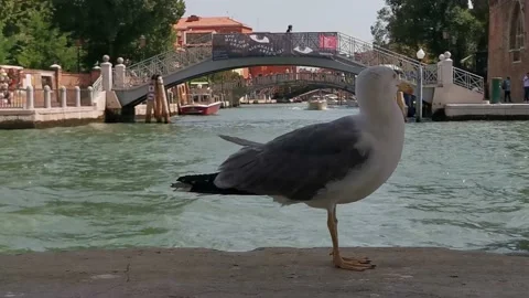 Seagull standing on a edge in venice Stock Footage 233295157