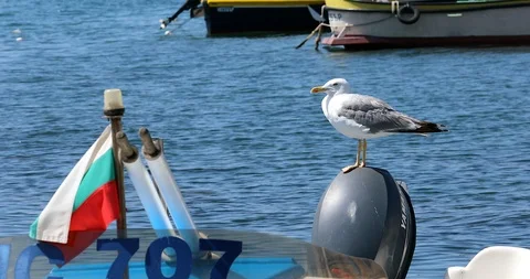 Seagull Standing On The Engine Of A Boat Stock Footage 125700384