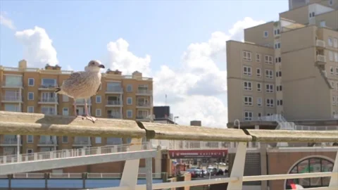 A seagull standing on the fence Stock Footage 213915230