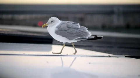 Seagull standing on ferry deck during departure from Tallinn Stock Footage 315536586