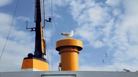Seagull standing on ferry pit 動画素材 72075759