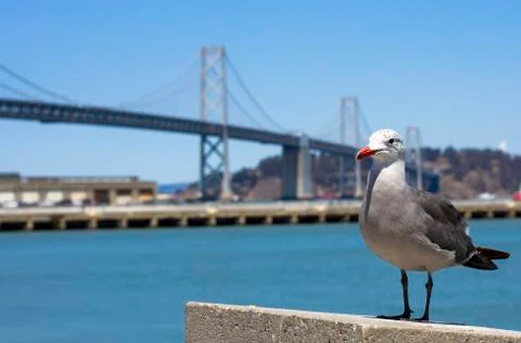 Seagull standing in front of the Bay Bridge in San Francisco Stock Photos