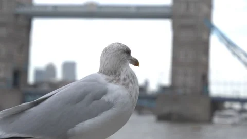 A seagull standing in front of the Tower Bridge. Stock Footage 218626317