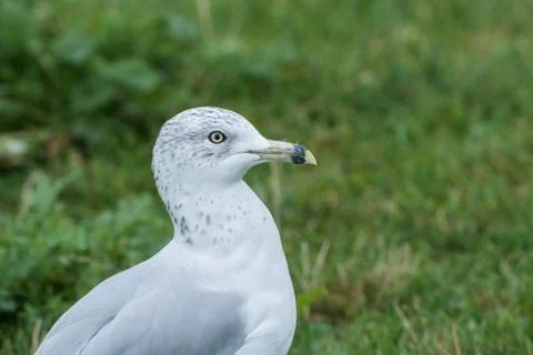Seagull standing in a grass field Stock Photos