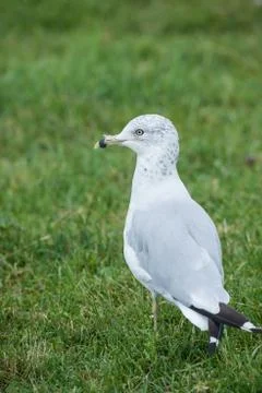 Seagull standing in a grass field Stock Photos