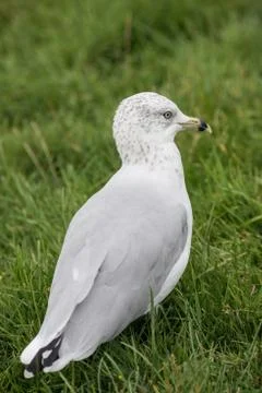 Seagull standing in a grass field Stock Photos