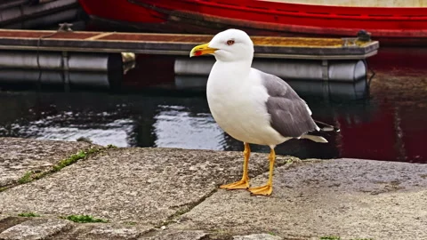 Seagull Standing on Harbor Edge Stock Footage 275742804