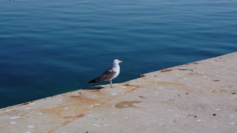 Seagull standing on harbor pier Stock-Footage 339781882