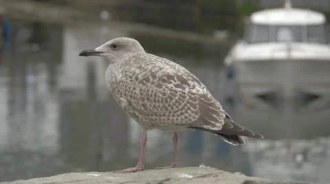 Seagull standing on a harbour wall Stock Footage 66684455