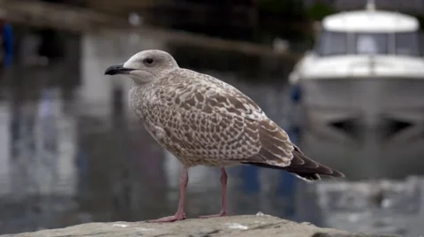 Seagull standing on a harbour wall Stock Footage 66684474