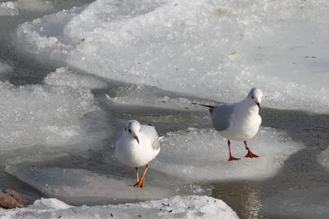 Seagull Standing on ice Stock Photos