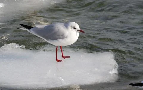 Seagull Standing on ice Stock Photos