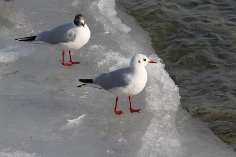 Seagull Standing on ice Stock Photos