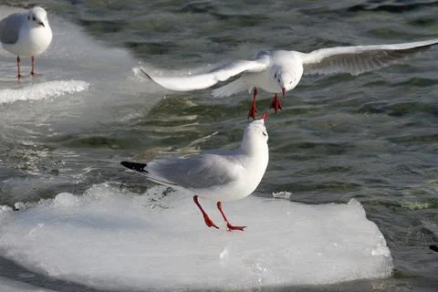 Seagull Standing on ice 写真素材