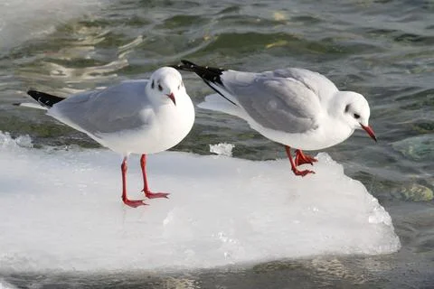 Seagull Standing on ice Stock Photos