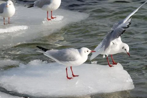 Seagull Standing on ice 库存照片