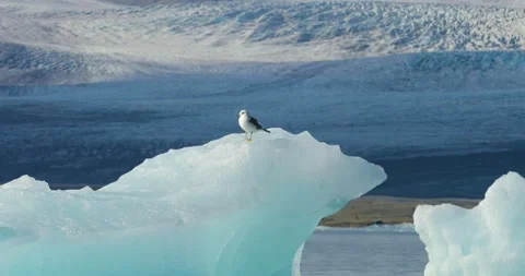 Seagull standing on an iceberg in Iceland. Stock Footage 208615412