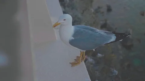 Seagull standing on a ledge high up southern europe Stock Footage 88903393