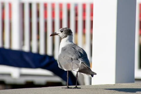 A Seagull Standing on a Ledge Looking Back at the Camera Stock Photos