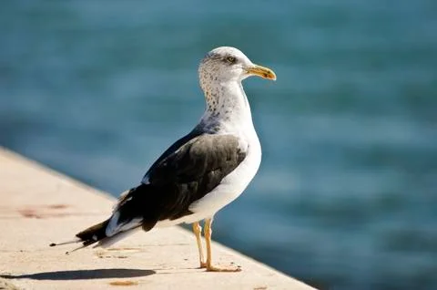 Seagull standing on a ledge Stock Photos