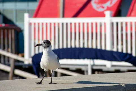 A Seagull Standing on a Ledge Posing With It's Leg Out Stock Photos