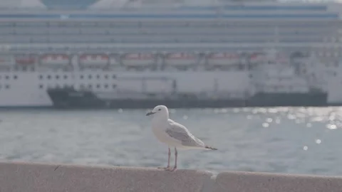 Seagull Standing on Ledge by Sydney Waterfront With Cruise Ship in Background Stock Footage 345729153
