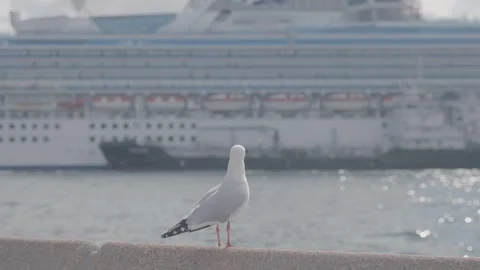 Seagull Standing on Ledge by Sydney Waterfront with Cruise Ship in Background Stock Footage 345805493