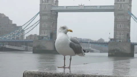 A seagull standing on a ledge with Tower Bridge in the background. Stock Footage 321642120
