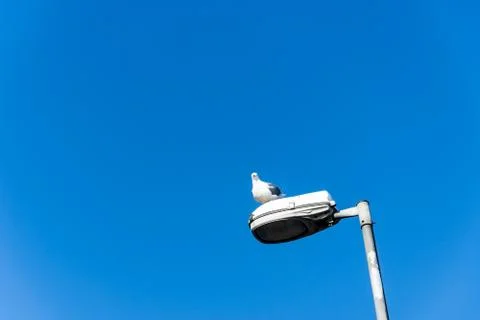 Seagull standing on the lighting Stock-Fotos