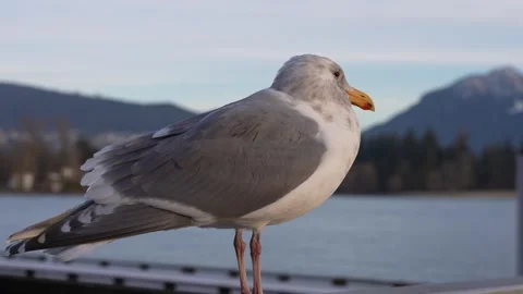 Seagull Standing with Mountains Behind Stock Footage 305956930