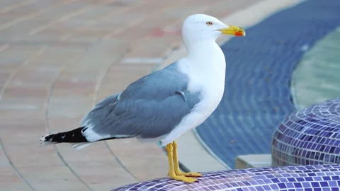 Seagull standing near the waters edge, occasionally dipping its beak in the.. Stock Footage 294175603