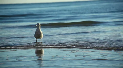 Seagull standing in ocean Stock Footage 32714020
