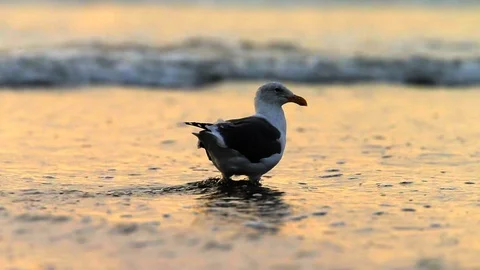 Seagull standing in the ocean at sunset. Stock Footage 88406309