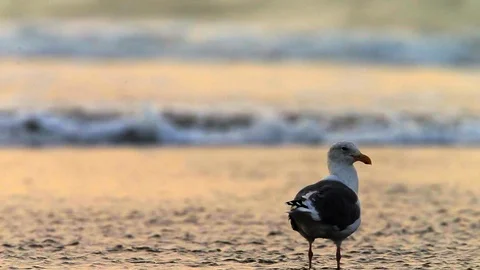 Seagull standing in the ocean at sunset. Stock Footage 88406347