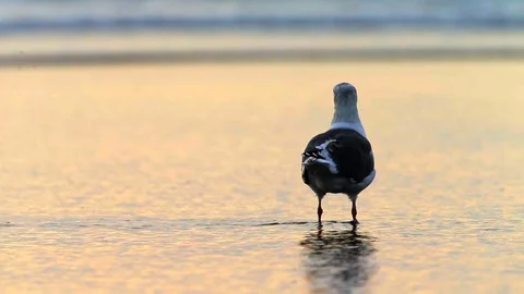 Seagull standing in the ocean at sunset. Stock Footage 88406369