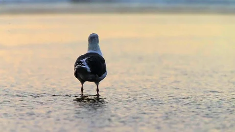 Seagull standing in the ocean at sunset. Stock Footage 88406419