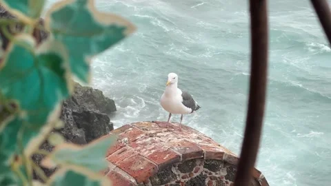 Seagull Standing by Ocean Waves on Brick Wall Stock Footage 346665218