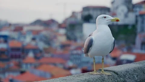 Seagull standing on old stone wall in Porto city in Portugal during sunset Stock Footage 293494847