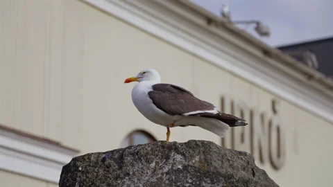 Seagull Standing on One Leg on Stone Stock Footage 324906434