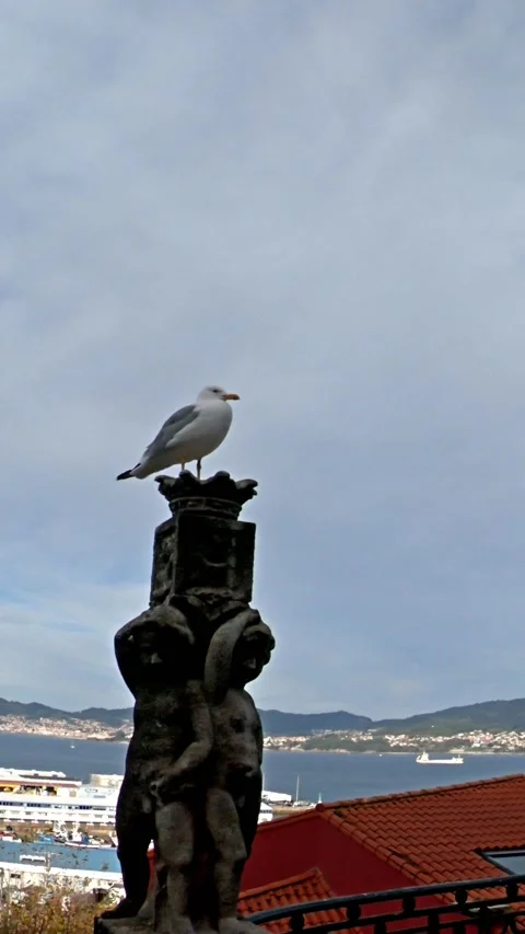 Seagull standing over a statue in Vigo, Spain Stock Footage 152102713