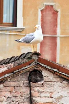 Seagull standing Stock Photos