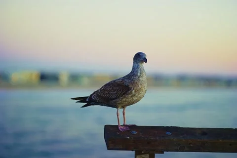 Seagull Standing on Pier Railing at Sunset by the Ocean Stock Footage 321714739