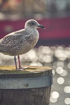 Seagull standing on pole in Harbor Stock Photos